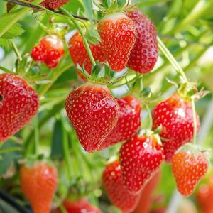 Reife Erdbeeren am Strauch