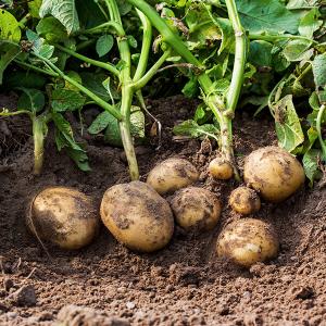 Ausgegrabene Kartoffeln im Gartenbeet