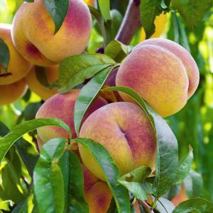 Saftiger Pfirsich am Baum