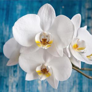 Weiße Orchideen-Blüte mit blauem Holzhintergrund