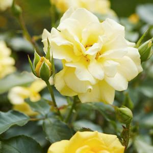 Gelbfarbene Blüten am Rosenstrauch