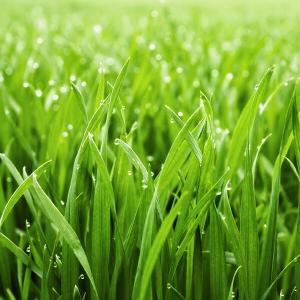Grüner Rasen mit Wassertropfen